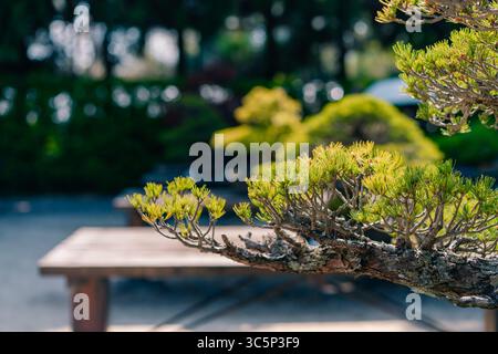 Japanischer Bonsai-Baum aus weißer Buche, Fagus crenata Outdoor in a Garden. Hochwertige Fotos Stockfoto