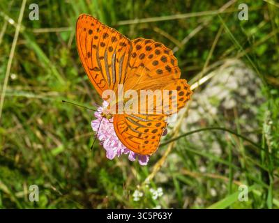 Frankreich, Kaisers Mantel Schmetterling in den Pyrenäen Stockfoto