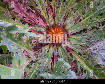 Frankreich, Pyrenäen, Carlina acanthifolia, allgemein bekannt als die stammlose Carline-Thistle oder Silberthistle, in ihrem geschlossenen Zustand Stockfoto