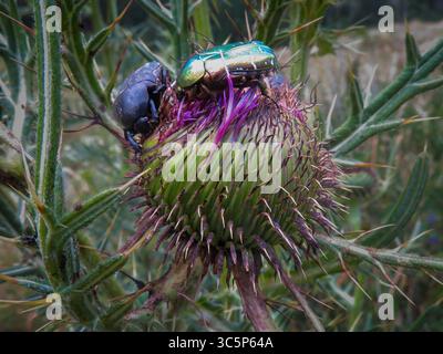 Frankreich, Pyrenäen - ein schwarzer Chafer und ein Rosenchafer (Cetonia aurata) auf einer Distel (Carduus sp.) Stockfoto