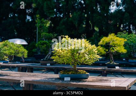 Japanischer Bonsai-Baum aus weißer Buche, Fagus crenata Outdoor in a Garden. Hochwertige Fotos Stockfoto