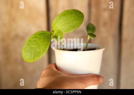 Eine sanfte Hand, die einen leuchtend grünen Sämling in einem kleinen, rustikalen Becher hält, der Wachstum und Pflege symbolisiert. Dieses umweltfreundliche Bild fängt das Wesen von ein Stockfoto