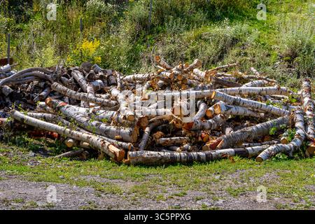 Gefällte Bäume liegen auf einem Haufen am Waldrand. Natur Stockfoto