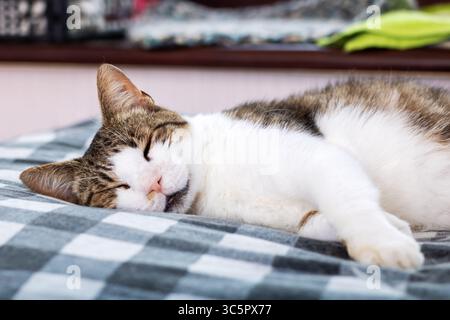 Eine weiche, flauschige Katze, die mit sanft geschlossenen Augen bequem auf einem gemütlichen Bett liegt und ein Gefühl von Ruhe und Wärme ausstrahlt Stockfoto