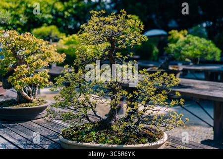 Japanischer Bonsai-Baum aus weißer Buche, Fagus crenata Outdoor in a Garden. Hochwertige Fotos Stockfoto