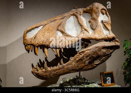 Dickinson, ND, USA – 13. Juli 2025: Eine prominente Ausstellung mit einem großen Tyrannosaurus rex-Schädel im Badlands Dinosaur Museum Stockfoto