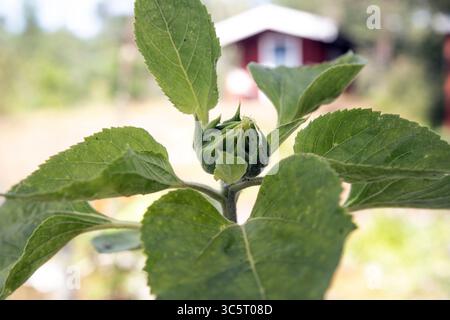 Sonnenblumenknospe im Juli. Stockfoto