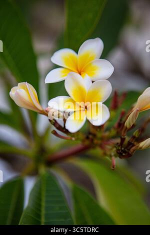 Frangipani Blume Stockfoto