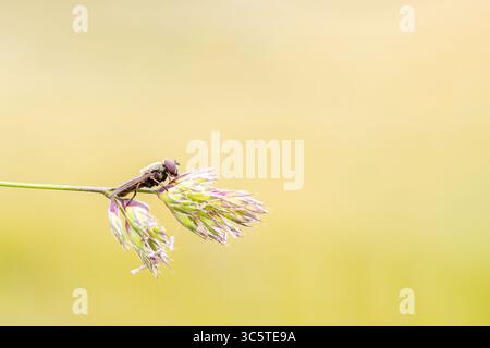 Kranfliege Nephrotoma submaculosa hoch auf Gras, langbeiniges Dipteraninsekt, Makrofoto aus Vergigny, Yonne, Frankreich. Stockfoto