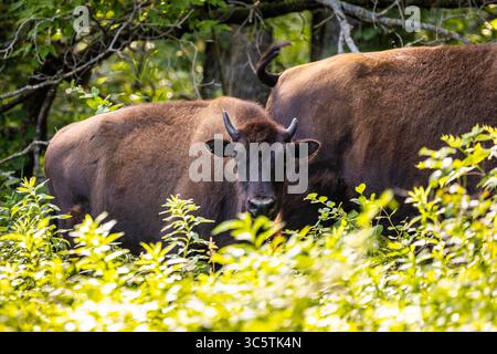 Ein zartes Nahporträt fängt ein junges wildes Büffeljunges in einer Waldlandschaft ein Stockfoto