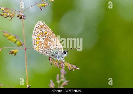 Gewöhnlicher blauer Schmetterling Polyommatus icarus auf Grasblumen, detaillierte Makrofotos der Tierwelt in Vergigny, Yonne, Frankreich. Stockfoto