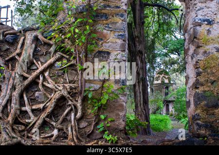 19. Juli 2012, Äthiopien: Verwirrung massiver Stammwurzeln im Fasil Ides Bath, Königreich Pool. Gondar, Äthiopien (Foto: © Sergi ReboredoZUMA Wire) Stockfoto