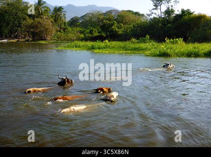 13. April 2014, Nicaragua: Kühe auf Isletas de Granada, Inseln im Nicaragua-See Mittelamerika. Die Inseln reichen von ein paar Metern bis zu mehr als einem Hektar; viele der größeren Inseln sind unbewohnt und stehen zum Verkauf (Credit Image: © Sergi Reboredo/ZUMA Wire) Stockfoto