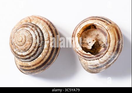 Zwei Schneckenschalen auf weißem Hintergrund, eine kaputt, die die innere Spirale zeigt Stockfoto