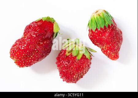 Drei reife Erdbeeren auf weißem Hintergrund Stockfoto