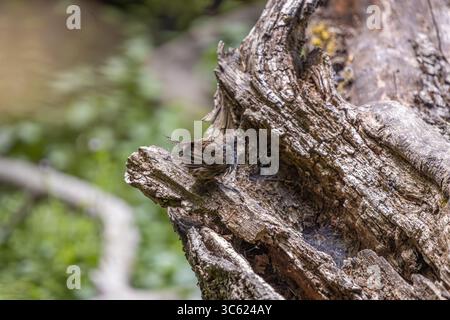 Im Oaks Bottom Wildlife Refuge in Portland, Oregon, befindet sich ein junger Song Sparrow auf einem alten toten Baumstamm, der seine natürliche Tarnung zeigt Stockfoto