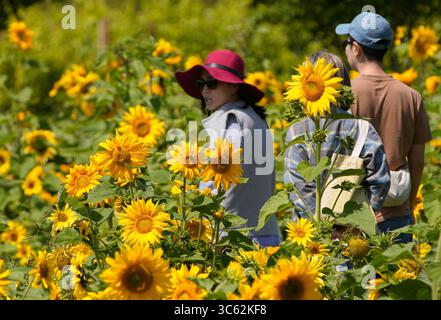 Richmond, Kanada. 30. Juli 2025. Menschen sehen Sonnenblumen in einem Sonnenblumenfeld in Richmond, British Columbia, Kanada, 30. Juli 2025. Sonnenblumen haben hier in der Region Metro Vancouver ihre Blütezeit erreicht und locken sowohl Einheimische als auch Touristen an. Quelle: Liang Sen/Xinhua/Alamy Live News Stockfoto