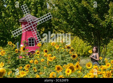 Richmond, Kanada. 30. Juli 2025. Ein Besucher posiert für Fotos in einem Sonnenblumenfeld in Richmond, British Columbia, Kanada, 30. Juli 2025. Sonnenblumen haben hier in der Region Metro Vancouver ihre Blütezeit erreicht und locken sowohl Einheimische als auch Touristen an. Quelle: Liang Sen/Xinhua/Alamy Live News Stockfoto