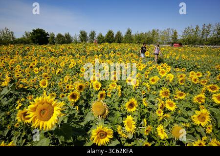 Richmond, Kanada. 30. Juli 2025. Menschen sehen Sonnenblumen in einem Sonnenblumenfeld in Richmond, British Columbia, Kanada, 30. Juli 2025. Sonnenblumen haben hier in der Region Metro Vancouver ihre Blütezeit erreicht und locken sowohl Einheimische als auch Touristen an. Quelle: Liang Sen/Xinhua/Alamy Live News Stockfoto