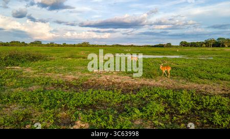Eine ruhige Naturszene in Casanare, Kolumbien, mit Hirschen, die in üppigen grünen Feldern unter bewölktem Himmel weiden. Stockfoto