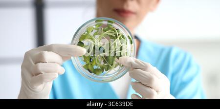 Wissenschaftlerin mit Sonnenblumensprossen in Petrischale im Labor, Nahaufnahme Stockfoto