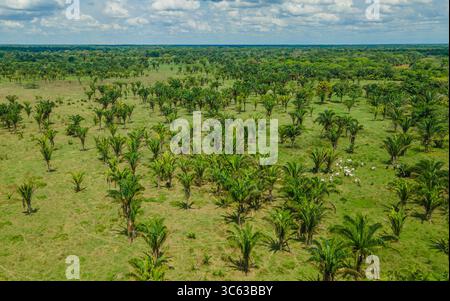 Aus der Vogelperspektive auf eine üppige grüne Landschaft in Casanare, Kolumbien, mit Palmen und weidenden Rindern unter hellem Himmel. Stockfoto