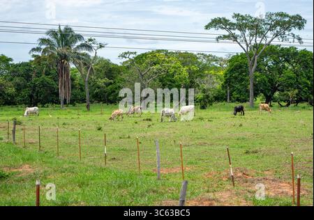 Eine ruhige Landschaft mit Weidevieh in Casanare, Kolumbien, umgeben von üppigem Grün und Bäumen, die das ländliche Leben repräsentieren. Stockfoto