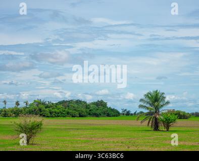 Pulsierende grüne Feldlandschaft in Casanare, Kolumbien, mit üppigen Bäumen und klarem Himmel, ideal für Naturfotografie. Stockfoto