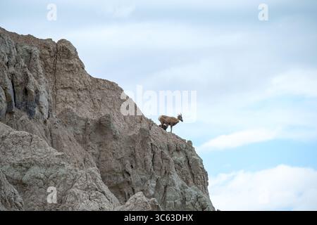 Dickhornschafe stehen auf den zerklüfteten Klippen des Badlands National Park in South Dakota und zeigen die wilde Schönheit der Region und die einheimische Tierwelt. Stockfoto