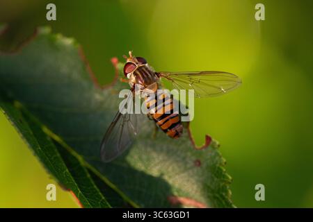 Makroaufnahme eines gestreiften hoverfly auf grünem Blatt mit ausgebreiteten Flügeln, erfasst in natürlichem Licht mit weichem, unscharfem grünem Hintergrund. Stockfoto