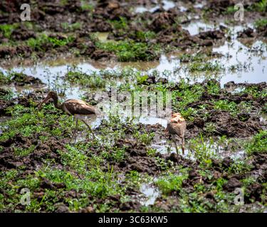 Zwei Ibis-Vögel, die in einem üppigen Feuchtgebiet in Casanare, Kolumbien, auf der Suche nach der reichen Artenvielfalt der Region sind. Stockfoto