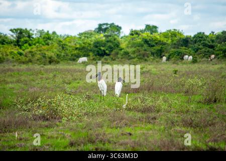 Ein malerischer Blick auf zwei Störche in einem üppigen grünen Feld in Casanare, Kolumbien, umgeben von Natur und ruhigen Landschaften. Stockfoto