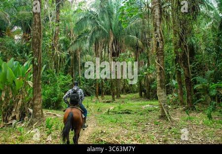Eine Person, die auf einem Pferd durch einen üppigen tropischen Wald in Casanare, Kolumbien, reitet, umgeben von hohen Palmen und üppigem Grün. Stockfoto