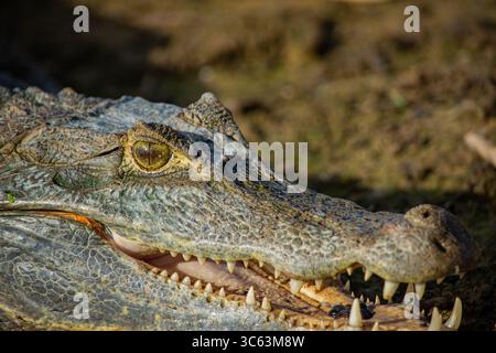 Eine detaillierte Nahaufnahme des Gesichts eines Krokodils mit strukturierter Haut und scharfen Zähnen in einer natürlichen Umgebung in Casanare, Kolumbien. Stockfoto