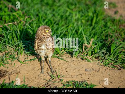 Eine Grabeule, die auf sandigem Boden inmitten von üppigem grünem Gras in Casanare, Kolumbien, steht. Ein lebendiger Moment, der in der Natur festgehalten wird. Stockfoto