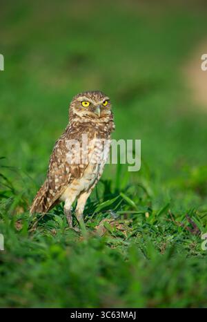 Eine Grau-Eule steht wachsam auf grünem Gras in Casanare, Kolumbien, und zeigt seine unverwechselbaren Merkmale und seine lebendige Umgebung. Stockfoto