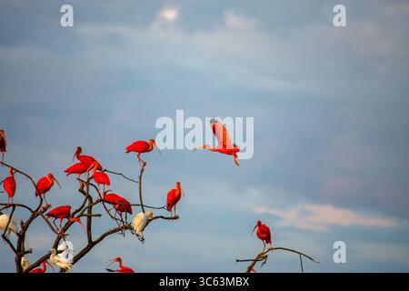 Ein atemberaubender Blick auf scharlachrote Ibisse, die über einem Baum in Casanare, Kolumbien, thronen und über die lebendige Natur fliegen. Stockfoto
