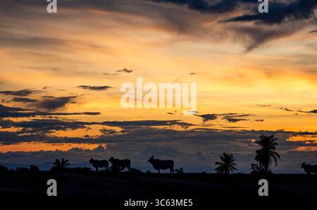 Ein atemberaubender Sonnenuntergang über Casanare, Kolumbien, mit Silhouetten von Kühen und Palmen vor einem bunten Himmel. Stockfoto
