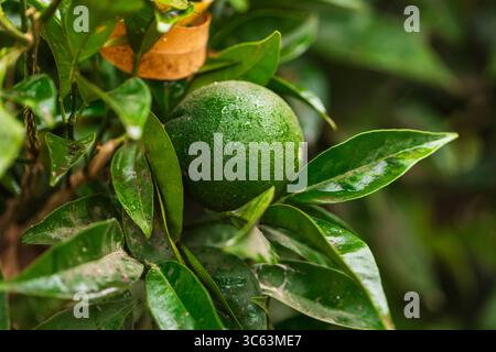 Grüne, unreife Zitrusfrüchte mit Regentropfen auf einem Baumzweig umgeben von frischen Blättern, Nahaufnahme von biologischem Anbau und natürlichem tropischem Hintergrund. Stockfoto