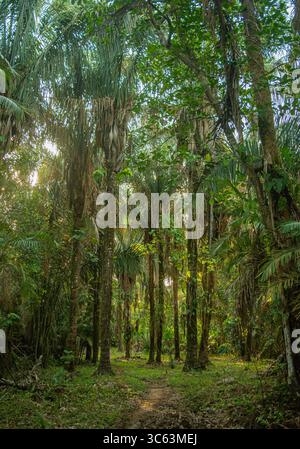 Ein ruhiger Pfad, der sich durch einen dichten tropischen Wald in Casanare, Kolumbien, schlängelt, voller lebendigem Grün und Sonnenlicht, das durch hohe Bäume filtert. Stockfoto