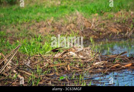 Ein Schmetterling fliegt anmutig über einem ruhigen Gewässer, umgeben von grünem Gras und natürlichen Trümmern in Casanare, Kolumbien. Stockfoto
