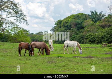 Ein ruhiger Blick auf Pferde, die friedlich in üppigen grünen Feldern unter einem bewölkten Himmel in Casanare, Kolumbien, weiden. Eine wunderschöne Naturlandschaft. Stockfoto