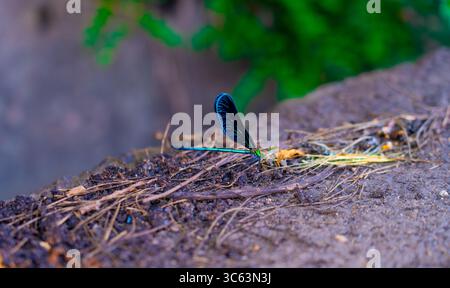 Blaue Libelle oder Damselfly sitzt auf dem Boden Stockfoto