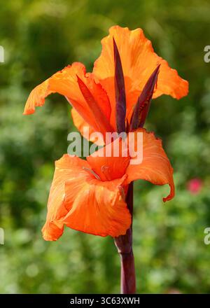 CANNA Lily Stockfoto