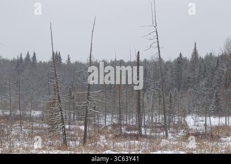 Frischer Schneefall im Sumpfgebiet. Quebec, Kanada Stockfoto