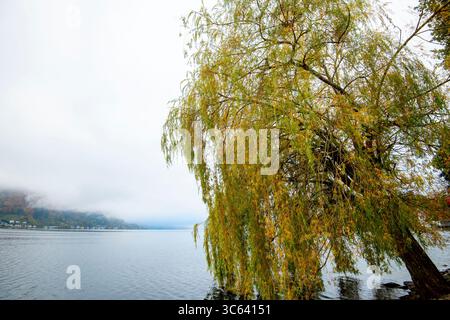 Trauerweide am Traunsee im Salzkammergut - Österreich Stockfoto