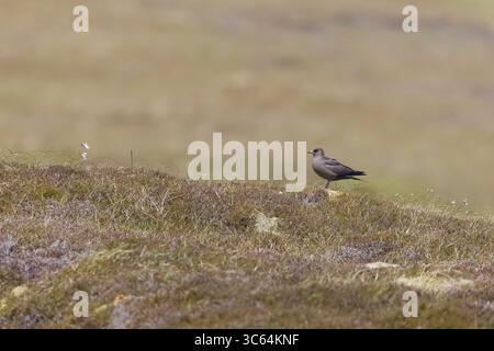 Dunkle Arktis Skua auf den Shetlands Schottland Stockfoto