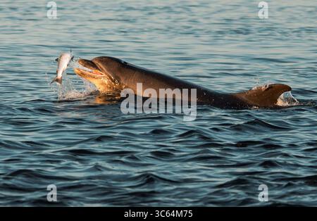 Ein großer Delfin (Tursiops truncatus) mit einem gerade gefangenen Lachs bei Sonnenuntergang, Chanonry Point, Schottland. Stockfoto