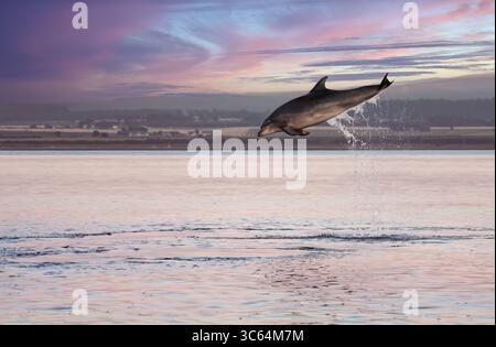 Großer Delfin (Tursiops truncatus), der bei Sonnenuntergang hoch aus dem Wasser bricht, Chanonry Point, Schottland. Stockfoto