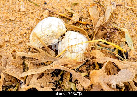 Die Makroaufnahme an der Küste von Titchwell Marsh erfasst zwei zusammengesetzte Muscheln, die zwischen getrockneten Algen und Sand eingebettet sind Stockfoto